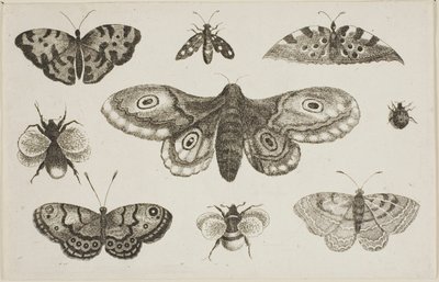 Ćma, motyle i pszczoły autorstwa Wenceslaus Hollar