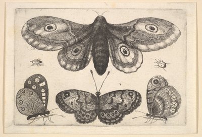 Ćma, trzy motyle i dwa chrząszcze, 1646. autorstwa Wenceslaus Hollar
