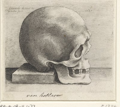 Badanie anatomiczne czaszki autorstwa Wenceslaus Hollar