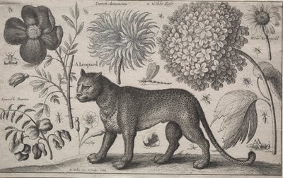 Zwierzęta i rośliny: lampart z roślinami i owadami autorstwa Wenceslaus Hollar