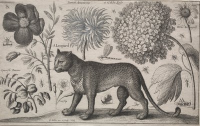 Zwierzęta i rośliny: lampart z roślinami i owadami, 1662. autorstwa Wenceslaus Hollar