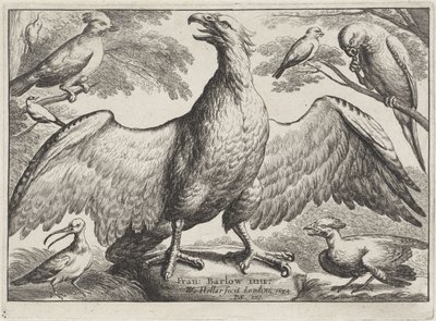Orzeł Różne ptaki (tytuł serii) autorstwa Wenceslaus Hollar