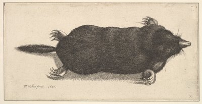 Martwy kret, 1646. autorstwa Wenceslaus Hollar