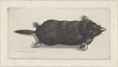 martwy kret autorstwa Wenceslaus Hollar