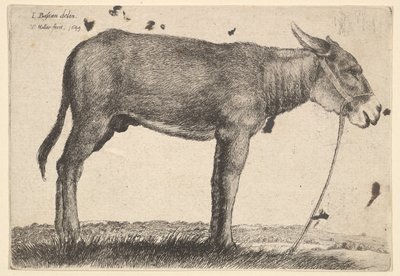 Osioł, 1649. autorstwa Wenceslaus Hollar