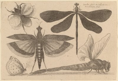Ważki, trzmiel i motyl autorstwa Wenceslaus Hollar