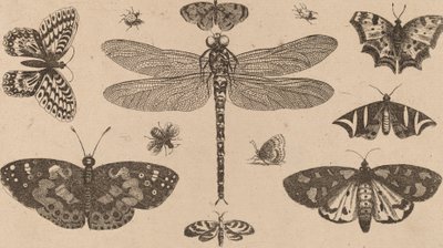 Ważka, biedronki i motyle. autorstwa Wenceslaus Hollar