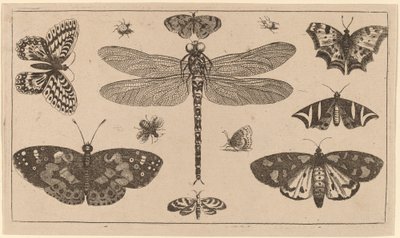 Ważka, biedronki i motyle autorstwa Wenceslaus Hollar
