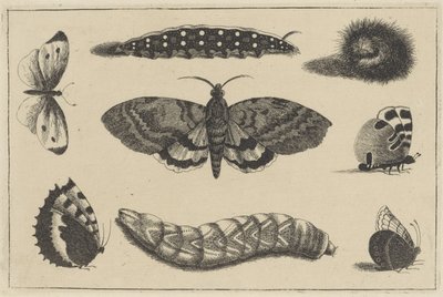 Trzy gąsienice, ćma i cztery motyle Różne owady (tytuł serii) Diversae Insectorum (tytuł serii) autorstwa Wenceslaus Hollar