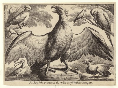 Orzeł i inne ptaki autorstwa Wenceslaus Hollar