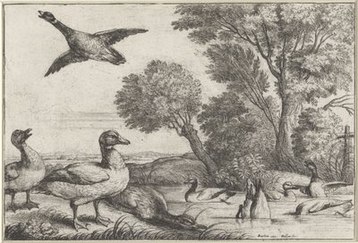 kaczki Gatunki Diversae avium (tytuł serii) Różne ptaki (tytuł serii) autorstwa Wenceslaus Hollar