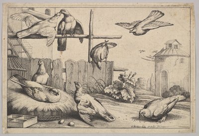 Osiem gołębi, 1625-77. autorstwa Wenceslaus Hollar