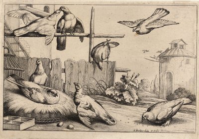 Osiem gołębi. Stan 1 autorstwa Wenceslaus Hollar