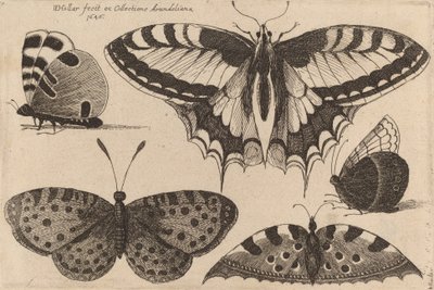 Pięć motyli, 1646. autorstwa Wenceslaus Hollar