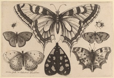 Pięć motyli, ćma, chrząszcz i pająk autorstwa Wenceslaus Hollar
