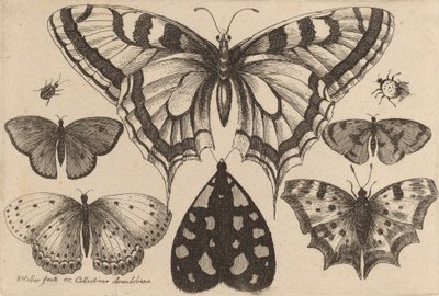 Pięć motyli, ćma i dwa chrząszcze, 1646. autorstwa Wenceslaus Hollar