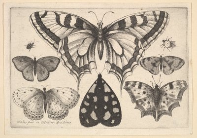 Pięć motyli, ćma i dwa chrząszcze, 1646. autorstwa Wenceslaus Hollar