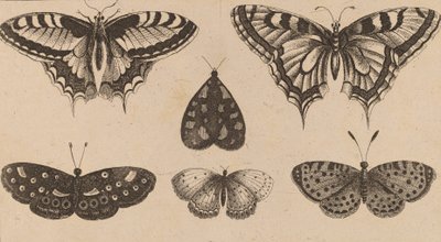 Pięć motyli i ćma. autorstwa Wenceslaus Hollar