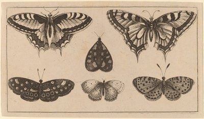 Pięć motyli i ćma autorstwa Wenceslaus Hollar