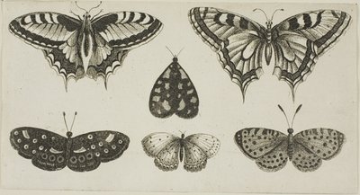 Pięć motyli i ćma autorstwa Wenceslaus Hollar