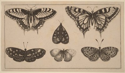 Pięć motyli i ćma autorstwa Wenceslaus Hollar