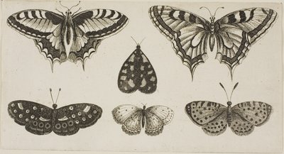Pięć motyli i ćma autorstwa Wenceslaus Hollar