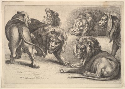 Pięć lwów i lwica, 1646. autorstwa Wenceslaus Hollar