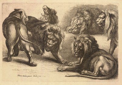 Pięć lwów i lwica według Rubensa autorstwa Wenceslaus Hollar