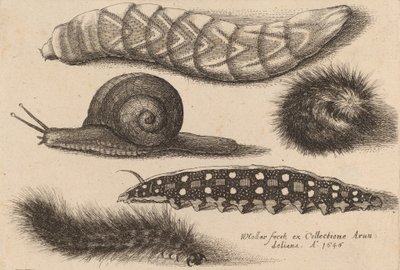 Cztery gąsienice i ślimak, 1646. autorstwa Wenceslaus Hollar