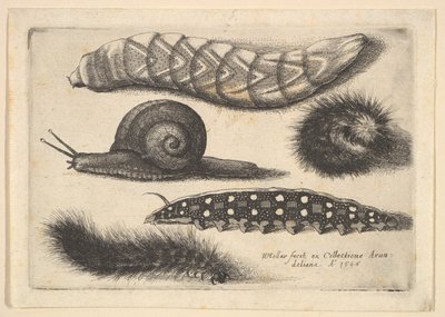 Cztery gąsienice i ślimak, 1646. autorstwa Wenceslaus Hollar