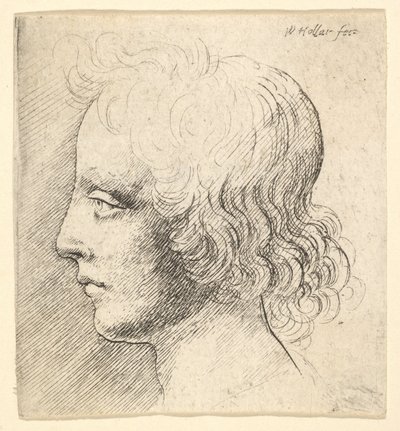 Głowa młodego mężczyzny autorstwa Wenceslaus Hollar