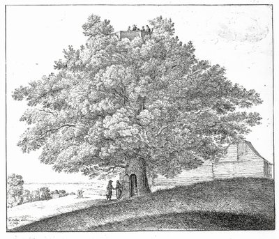 Puste drzewo w Hampstead, 1663 autorstwa Wenceslaus Hollar