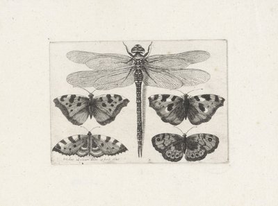 Ważka i cztery motyle autorstwa Wenceslaus Hollar