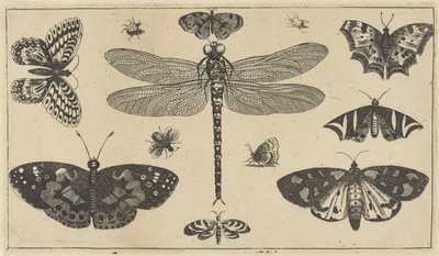 Ważki, biedronki i motyle Różne owady (tytuł serii) Diversae Insectorum (tytuł serii) autorstwa Wenceslaus Hollar
