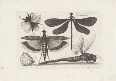 Ważki, motyl i trzmiel Owady (tytuł serii) Muscarum Scarabeorum (tytuł serii) autorstwa Wenceslaus Hollar