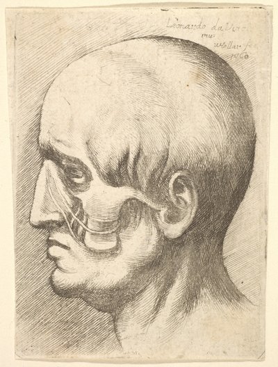 Głowa mężczyzny z profilu po lewej stronie z odsłoniętymi mięśniami, 1660. autorstwa Wenceslaus Hollar
