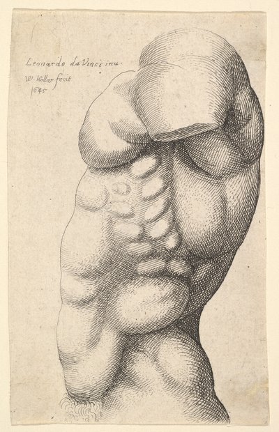 Męski tors od szyi do bioder z profilu w lewo, 1645. autorstwa Wenceslaus Hollar