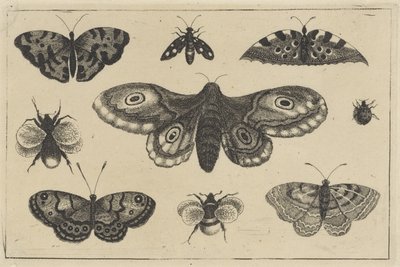 Ćma, cztery motyle, dwa trzmiele i dwa inne owady Różne owady (tytuł serii) Diversae Insectorum (tytuł serii) autorstwa Wenceslaus Hollar
