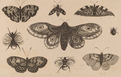 Ćma, motyle i pszczoły. autorstwa Wenceslaus Hollar
