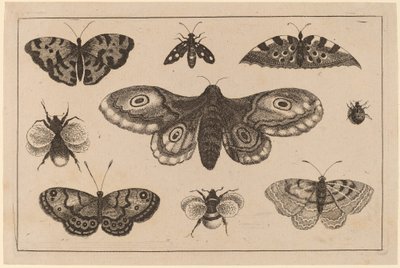 Ćma, motyle i pszczoły autorstwa Wenceslaus Hollar
