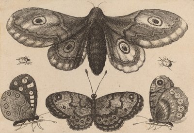 Ćma, trzy motyle i dwa chrząszcze, 1646. autorstwa Wenceslaus Hollar