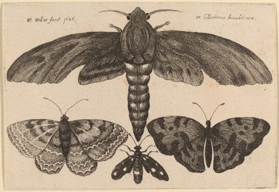 Ćma i Trzy Motyle autorstwa Wenceslaus Hollar