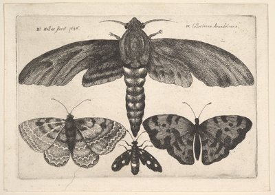 Ćma i trzy motyle, 1646. autorstwa Wenceslaus Hollar