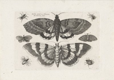 Ćmy i małe owady Owady (tytuł serii) Muscarum Scarabeorum (tytuł serii) autorstwa Wenceslaus Hollar