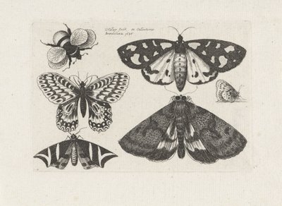 Ćmy, motyle i trzmiel Owady (tytuł serii) Muscarum Scarabeorum (tytuł serii) autorstwa Wenceslaus Hollar
