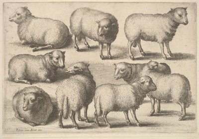 Dziewięć owiec, 1646. autorstwa Wenceslaus Hollar