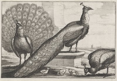 pawie Gatunki Diversae avium (tytuł serii) Różne ptaki (tytuł serii) autorstwa Wenceslaus Hollar