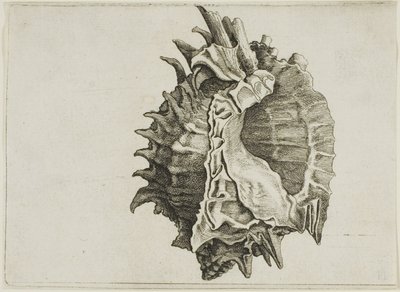 Murex o różowym ustach (phyllonotus erythrostomus) autorstwa Wenceslaus Hollar