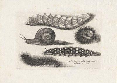 Gąsienice i ślimak Owady (tytuł serii) Muscarum Scarabeorum (tytuł serii) autorstwa Wenceslaus Hollar