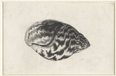 Muszla, achatina achatina Pociski (tytuł serii) autorstwa Wenceslaus Hollar